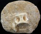 Cretaceous Fossil Fish Vertebrae In Rock - Morocco #38462-1